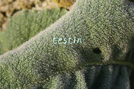 testin