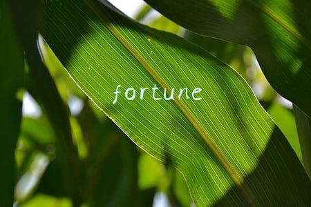 fortune