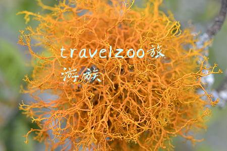 travelzoo旅游族