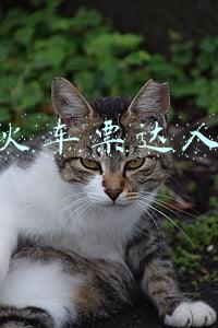 火车票达人