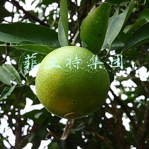 菲亚特集团
