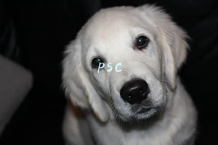 psc