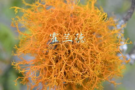 霍兰德类型(霍兰德类型理论概述)