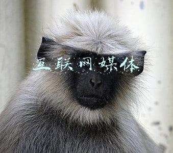 互联网媒体