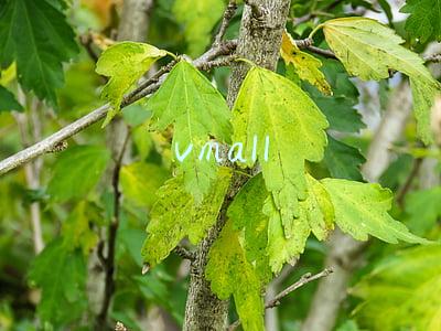 vmall