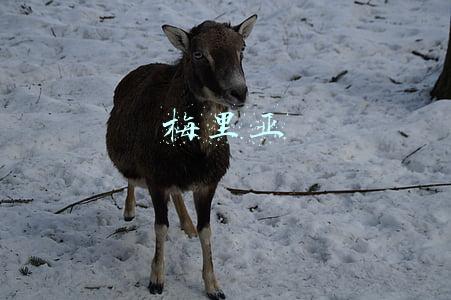梅里亚