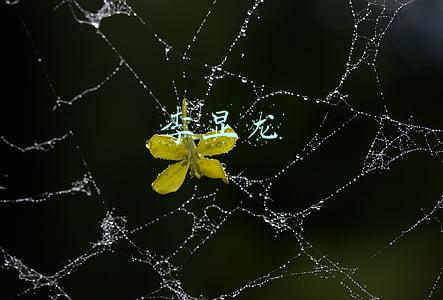 李显龙