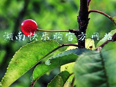 湖南快乐购官方网站