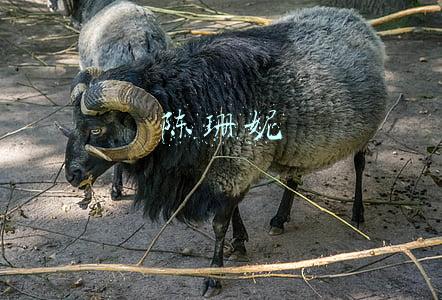 陈珊妮