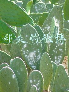 郑爽的微博