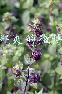郑爽的微博