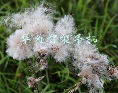 华为智能手机