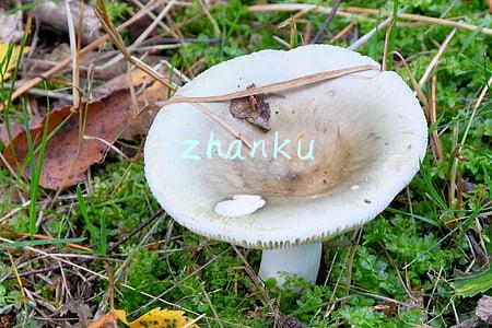 zhanku