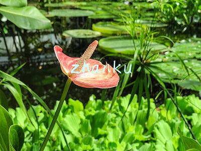 zhanku