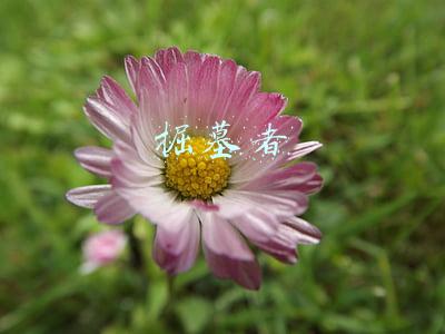 掘墓者
