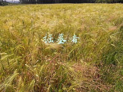 掘墓者