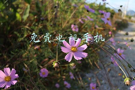 免费电视手机软件(有什么手机应用可以免费收看电视直播，清晰度特高，绿色无广告？)