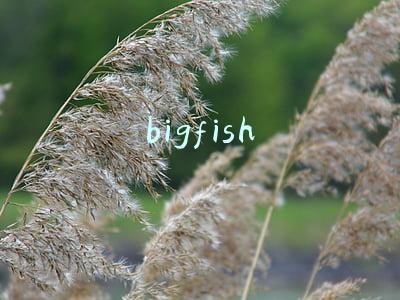 bigfish游戏(Big Fish全新续作《神秘追踪者:暗夜惊魂》)