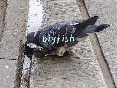 bigfish