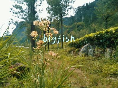 bigfish