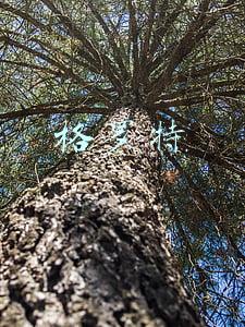 格罗特