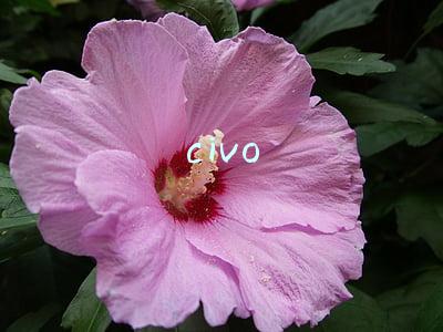 civo