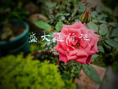 盛大通行证