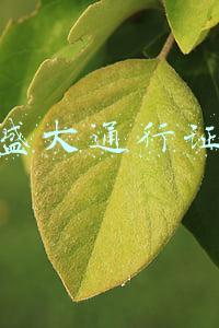 盛大通行证