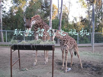 联想智能电视机