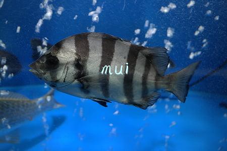 mui
