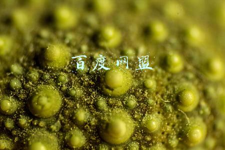 百度网盟