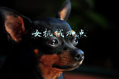 女机械加点