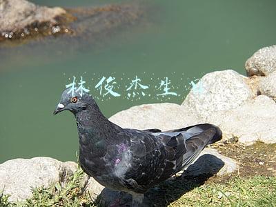林俊杰生日