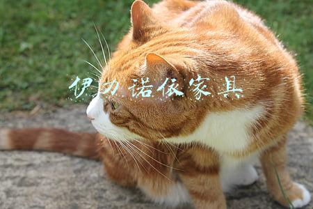 伊力诺依家具