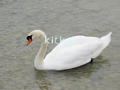 kitkat