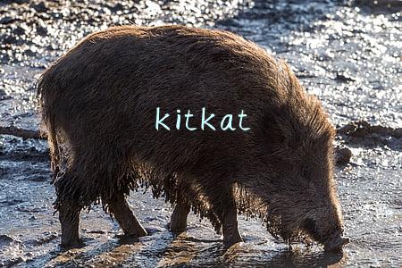 kitkat