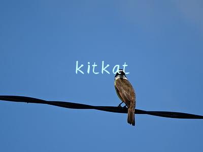 kitkat