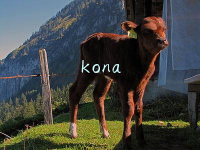 kona