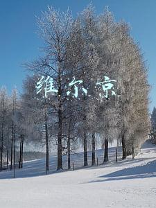 维尔京