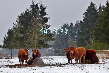 伯内特