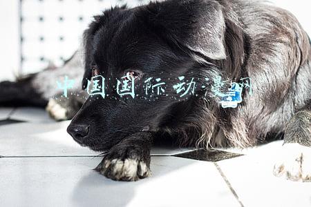 中国国际动漫网
