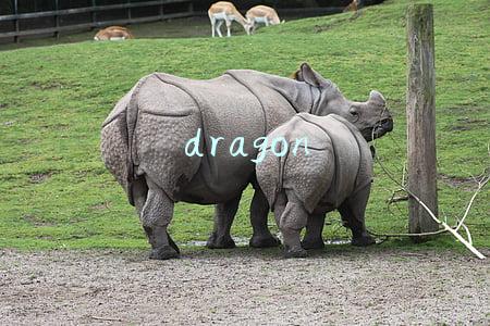 dragon