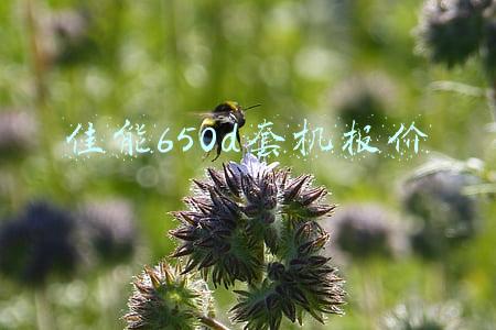 佳能650d套机报价