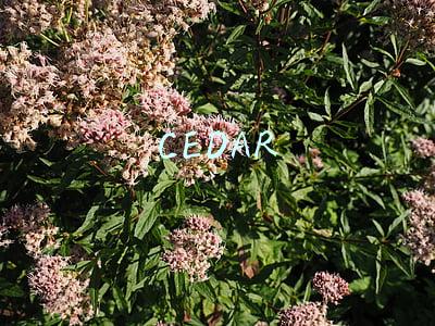 CEDAR