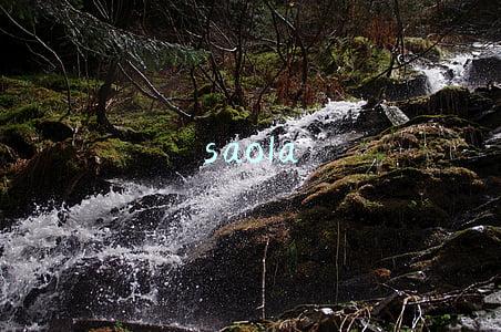 saola