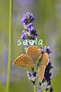 saola