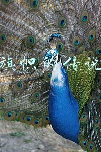 旗帜的传说