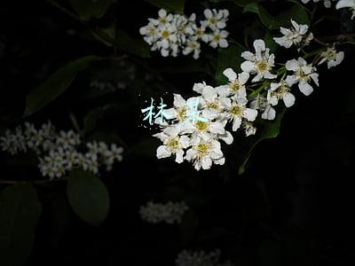 林某