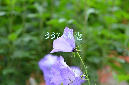 337调查
