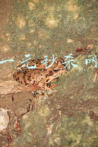 一元秒杀网